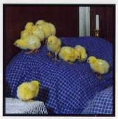 Piep piep piep ...